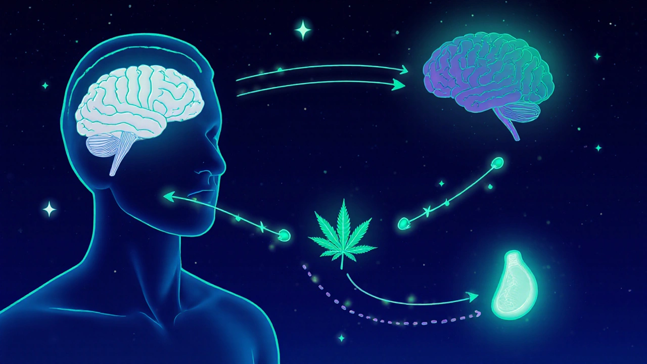 Stilisierte Darstellung des Körpers mit Nährstoffwegen von Hanfsamen zum Gehirn zur Schlafhormonproduktion.