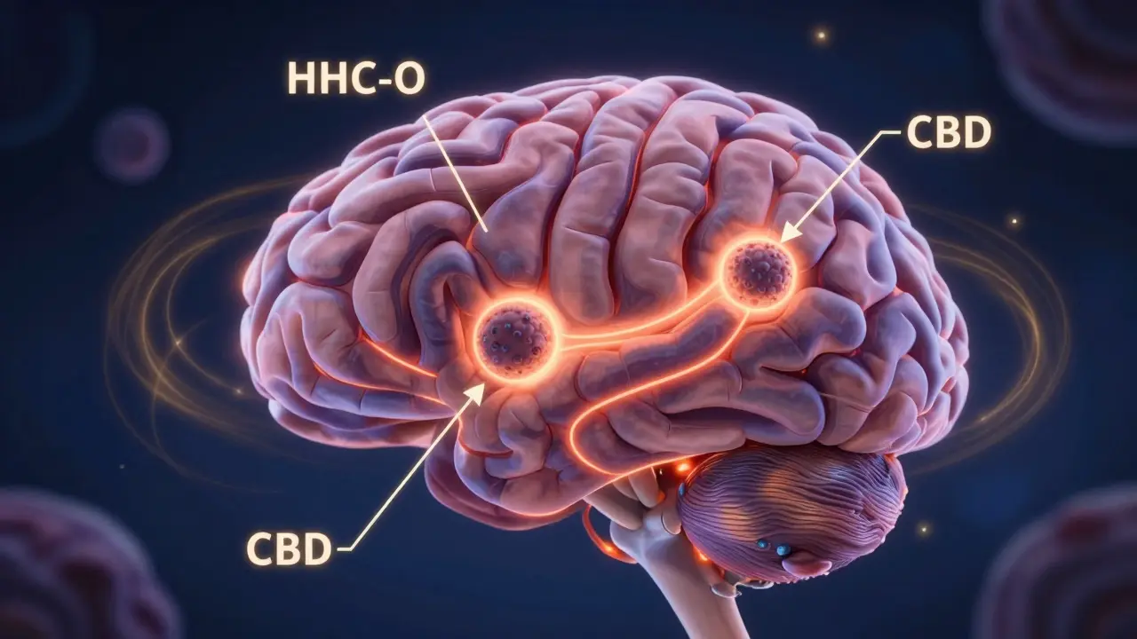 Abstrakte Darstellung eines Gehirns mit hell leuchtenden Rezeptoren, die HHC-O und CBD unterschiedlich binden.