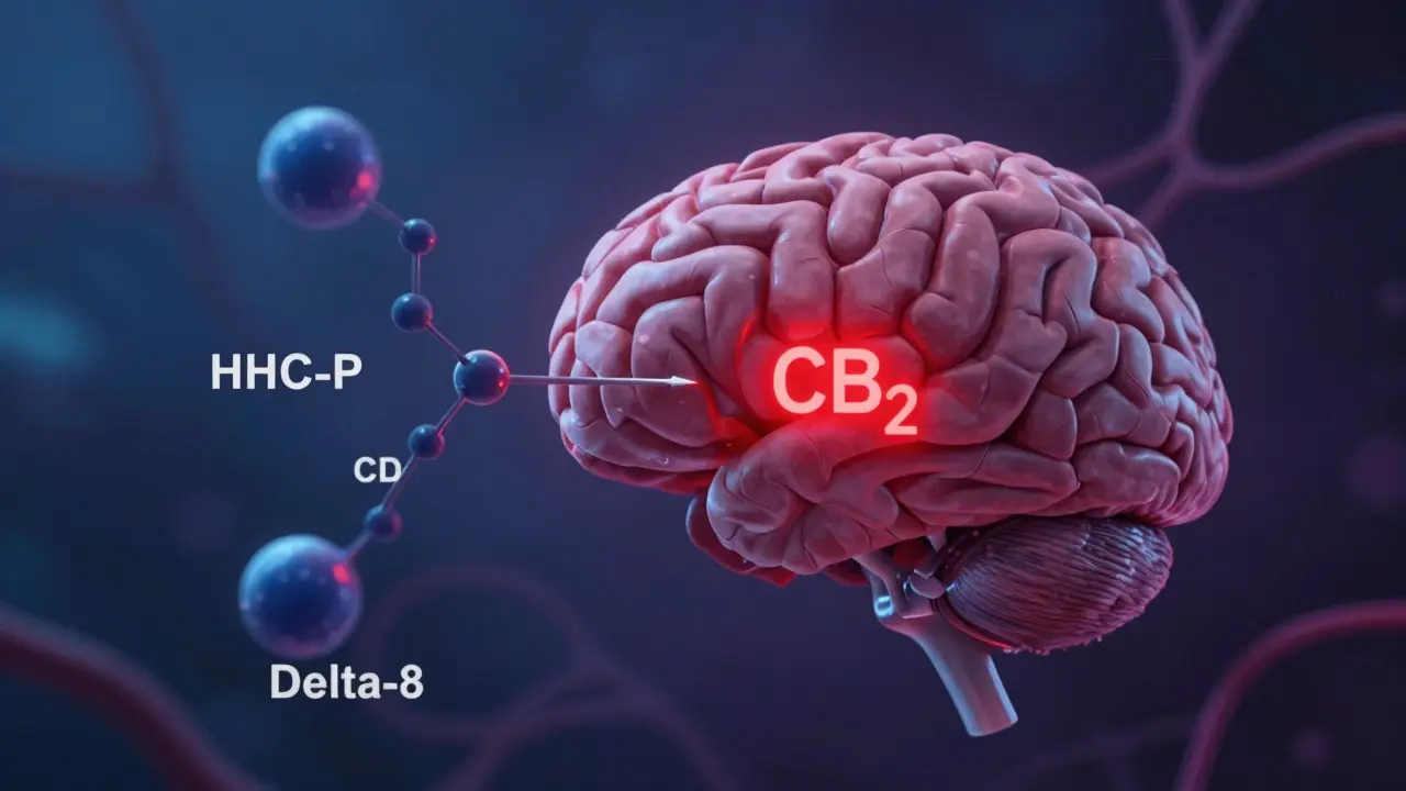 Menschliches Gehirn mit einem stark aktivierten CB1-Rezeptor, der von einer molekularen Struktur durchstoßen wird