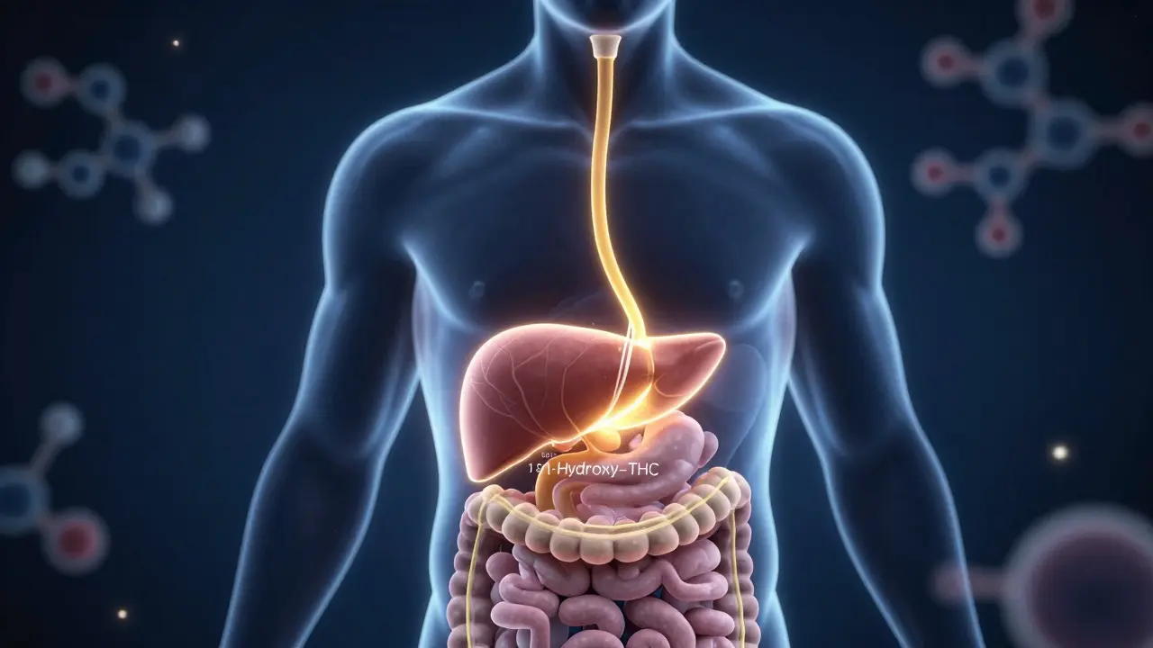 Konzeptuelle Darstellung des THC-Wegs vom Magen über die Leber im Körper.