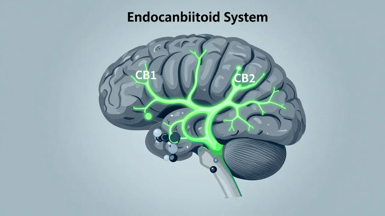 Medizinische Illustration des Endocannabinoid-Systems im Hundehirn