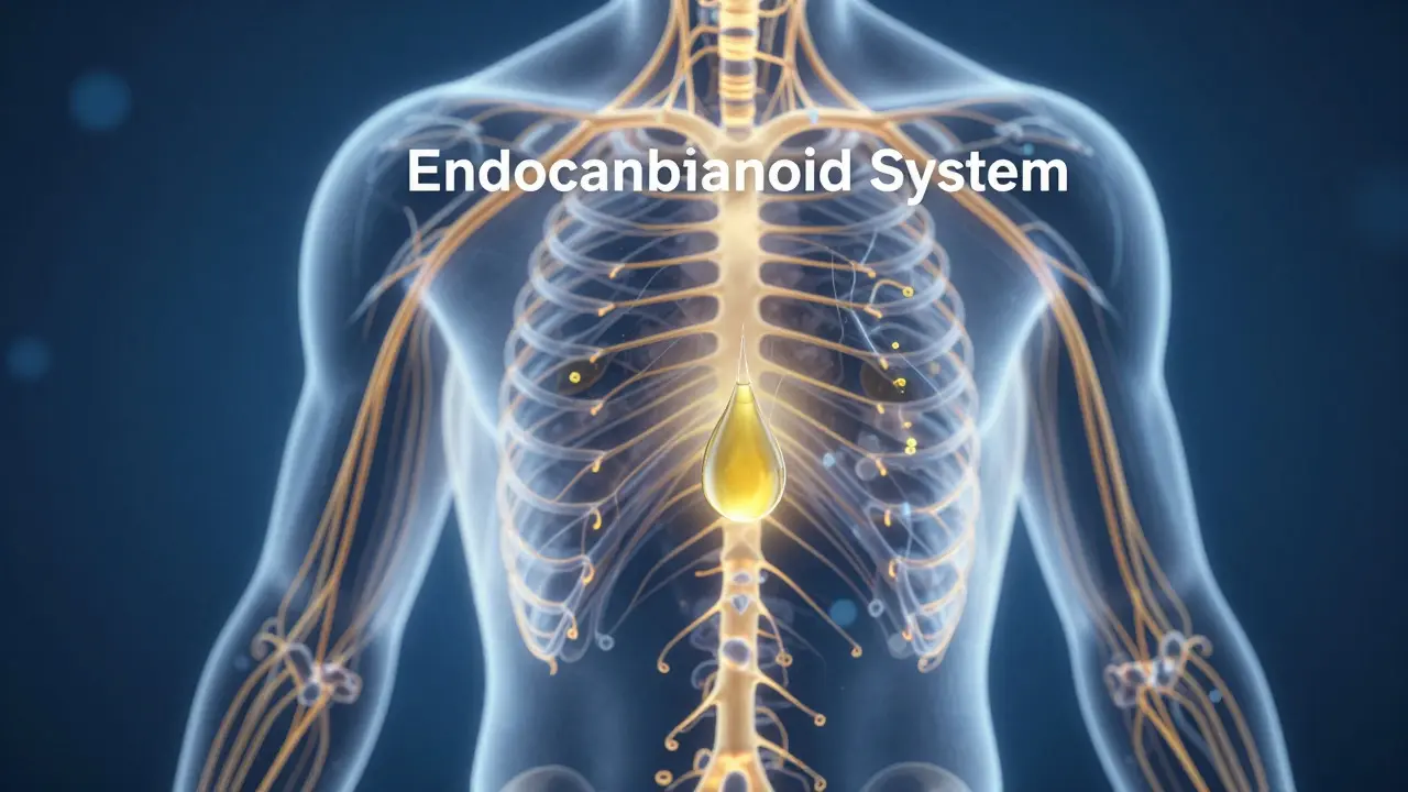 Wie CBD-Öl Schmerzen lindert: Mechanismen, Anwendung und Tipps
